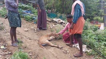 തെരുവ് നായ്ക്കൾ കൂട്ടം ചേര്ന്ന് അക്രമിച്ച പുള്ളിമാൻ കുട്ടിക്ക് തുണയായി നാട്ടുകാർ