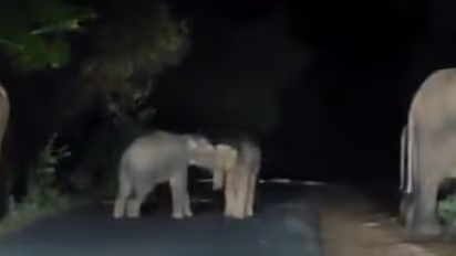 ರಸ್ತೆ ಮಧ್ಯೆಯೇ ಆಟವಾಡಿದ ಆನೆ ಮರಿಗಳು: ಐಎಎಸ್‌ ಅಧಿಕಾರಿ ಶೇರ್‌ ಮಾಡಿದ ಈ ವಿಡಿಯೋ ಸಖತ್‌ ವೈರಲ್..!