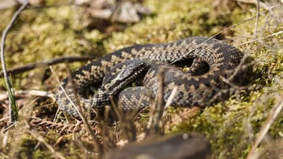 യുകെയിൽ പാമ്പുകടിയേൽക്കുന്നവരുടെ എണ്ണം കുതിച്ചുയരുന്നുവെന്ന് ഡോക്ടർമാർ