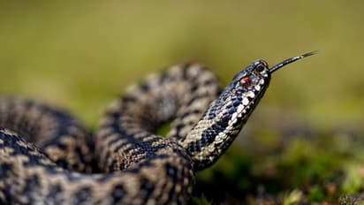 ఒకే కుటుంబంలో 11మందిని కాటేసిన పాము.. ఐదుగురు మృతి..!