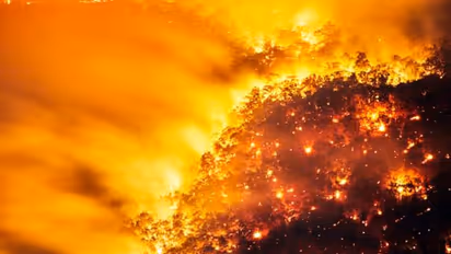 തെളിവ് നശിപ്പിക്കാൻ തീയിട്ടു, കത്തിനശിച്ചത് ഏക്കർ കണക്കിന് കാട്, കോടികളുടെ നഷ്ടം