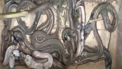 बिहार में 5 साल की बेटी की मौत के बाद डरावना मंजर, जिस कोने में हाथ डाला वहां निकले सांप...पूरे 40 नाग