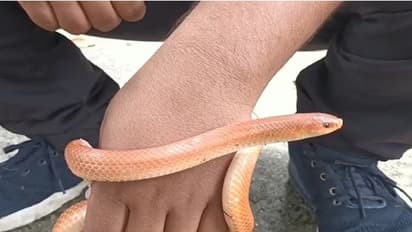 জলপাইগুড়িতে উদ্ধার হল লাল কোরাল কুকড়ি সাপ, বাড়ির ভেতরে সাপ দেখে আতঙ্কে বাসিন্দারা