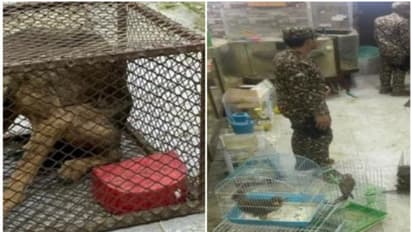 സൗദി അറേബ്യയില്‍ വന്യമൃഗങ്ങളെ വില്‍പന നടത്താന്‍ ശ്രമിച്ച യുവാവ് പിടിയില്‍