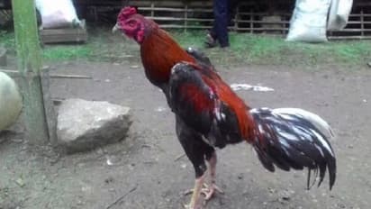 प्रतापगढ़: वफादार मुर्गे ने लड़कर गंवाई जान, मालिक ने खेत में दफनाया और तेरहवीं में 500 लोगों को कराया भोजन