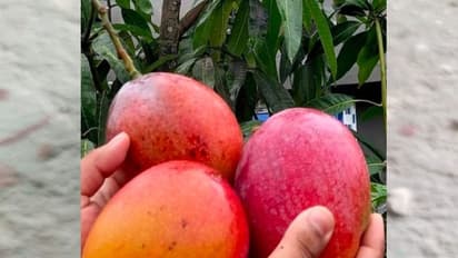 राजस्थान में दुनिया का सबसे महंगा आमः 1 kg. की कीमत में धांसू बाइक,  4 kg.के दाम में खरीद सकते हैं लग्जरी कार