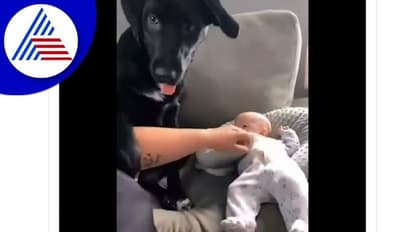 ಮಗುವಿನ ಮೇಲೆ ನಾಯಿಯ ಪೊಸೆಸಿವ್‌ನೆಸ್: ಟಚ್ ಮಾಡಲು ಬಿಡದೆ ಕಾಯುವ ಶ್ವಾನ