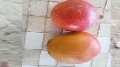 আমের দামে কিনতে পারেন গাড়ি! দেখে নিন রাজস্থানে হওয়া বিশ্বের সবচেয়ে দামি আম