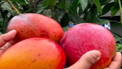 ಮಾವು ಬೆಳೆಗಾರರಲ್ಲಿ ಆತಂಕ ಹುಟ್ಟಿಸಿದ ಮಳೆ