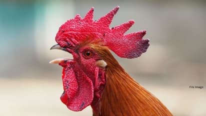 వార్నీ.. కోడిని కుక్క కరిచిందని.. ఘర్షణకు దిగిన టీడీపీ, వైసీపీ.. రెండు వర్గాలపై కేసులు..