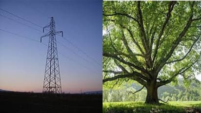 சூப்பர் அறிவிப்பு..!! மரம் வளர்த்தால் 5 யூனிட் மின்சாரம் இலவசம்.. எங்கு தெரியுமா..?