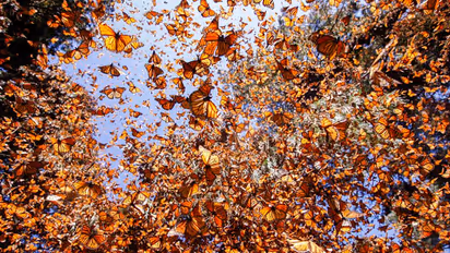 Migratory Monarch Butterfly:  മൊണാര്‍ക്ക് ചിത്രശലഭങ്ങളും വംശനാശ ഭീഷണി പട്ടികയില്‍ 