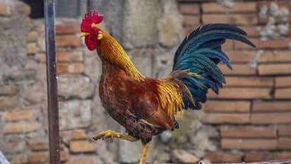 मुर्गे के टॉर्चर से परेशान यहां की महिलाएं, इसकी दवा नहीं खोज पा रही नगर पालिका