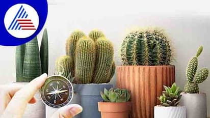 மறந்தும் வீட்டில் இந்த செடிகளை வைக்காதீர்கள்.. மீறினால் வாழ்க்கை நரகமாகும்.. தரித்திரம் தாண்டவம் ஆடும்! 