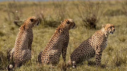 ചെള്ള് ശല്യം; വലഞ്ഞ് ആശയുടേയും ഗാമിനിയുടേയും കുഞ്ഞുങ്ങൾ, നടപടിയെടുക്കാൻ വെല്ലുവിളികൾ ഏറെയെന്ന് അധികൃതർ