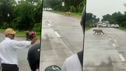 Traffic police stop vehicles to allow the tiger to cross the road: watch the video