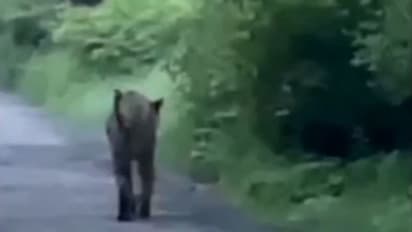 राजस्थान में मेहरबान मानसून तो वहीं रणथंभौर में वन्यजीवों ने भी किया रोमांचित, शेरपुर गांव में नजर आया मगरमच्छ