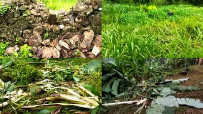 കൃഷി നശിപ്പിച്ചിട്ടും കാട്ടിലേക്ക് മടങ്ങുന്നില്ല; കാട്ടാന ശല്യത്തിൽ പൊറുതി മുട്ടി കോതപ്പാറയിലെ കർഷകർ