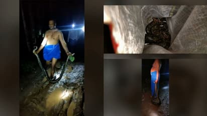 നീളം 12 അടി, തൂക്കം 15 കിലോ; ഭീമൻ പെരുമ്പാമ്പിനെ തിരുവനന്തപുരത്ത് പിടികൂടി