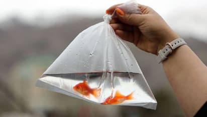 ഗോൾഡ് ഫിഷിനെ അങ്ങനെ കവറിലാക്കി സമ്മാനം നൽകണ്ട, ജീവനുള്ളവയെ സമ്മാനം നൽകുന്നത് നിരോധിച്ച് ഒരു കൗൺസിൽ