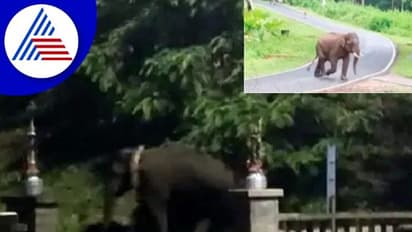 ಹಾರಂಗಿ ಉದ್ಯಾನವನ ಪ್ರವಾಸಿ ಕೇಂದ್ರಕ್ಕೆ ನುಗ್ಗಿದ ಕಾಡಾನೆ!