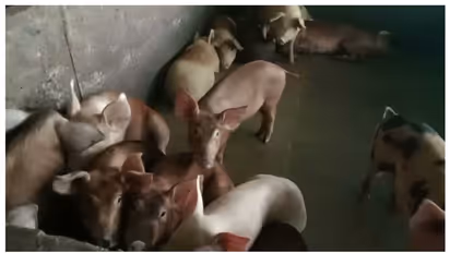  ആഫ്രിക്കൻ പന്നിപ്പനി: തവിഞ്ഞാൽ ഫാമിലെ പന്നികളെ കൊന്നൊടുക്കാനുള്ള നടപടികൾ തുടങ്ങി