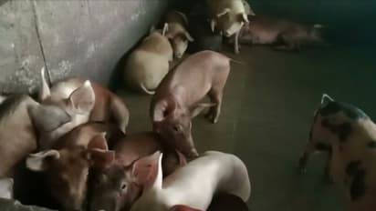  ആഫ്രിക്കൻ പന്നിപ്പനി: വയനാട്ടിലെ ഫാമിലെ 360 പന്നികളെ കൊല്ലാൻ നടപടി തുടങ്ങി 