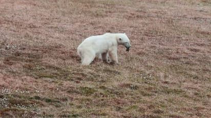 വായിൽ ടിൻ കുടുങ്ങി, പട്ടിണി കിടന്ന് മരിക്കാറായ ധ്രുവക്കരടിക്ക് ആശ്വാസവുമായി പ്രത്യേകസംഘം