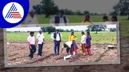 ಬದುವಿನಲ್ಲಿ ಹುಲ್ಲು ಇದ್ದರೆ ಶಂಖದ ಹುಳು ನಿಯಂತ್ರಣ