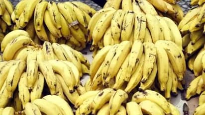 വാഴക്കുലയ്ക്ക് ലേലം ഉറപ്പിച്ചത് ഒരു ലക്ഷത്തിന്, നഗരസഭയുടെ നല്ല മാതൃക