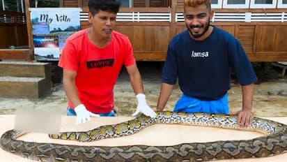 'അനാക്കോണ്ട ഗ്രില്‍'; പുതിയ വീഡിയോയുമായി ഫിറോസ് ചുട്ടിപ്പാറ