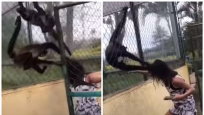 Viral Video :  'പിടിച്ചാല്‍ പിടിവിടില്ല'; യുവതിയുടെ മുടിയിൽ കയറിപിടിച്ച് കുരങ്ങൻമാർ; വീഡിയോ