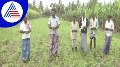 Chamarajanagar; ರೈತನ ಕಣ್ಣಲ್ಲಿ ನೀರು ತರಿಸ್ತಿದೆ ಸಣ್ಣೀರುಳ್ಳಿ