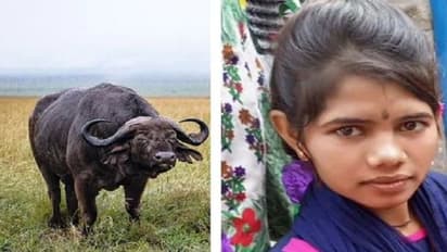 जालौन में 3 भैंसों के गायब होने पर लड़की ने लगाया फांसी क्योंकि इनसे बेइंतहा प्यार करती थी वो