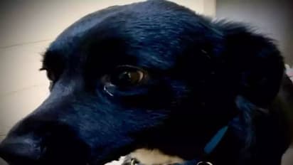 70 അടി താഴ്ചയിലേക്ക് വീണ് ഉടമ, രക്ഷാപ്രവർത്തകരെ സ്ഥലത്തെത്തിച്ച് നായ