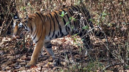 ഈ വർഷം ഏറ്റവും അധികം കടുവകളുടെ മരണമുണ്ടായിരിക്കുന്നത് 'കടുവകളുടെ സംസ്ഥാന'ത്തിൽ