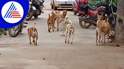 36 గంటల్లోనే 15 వేలు.. కుక్కల బెడదపై జీహెచ్‌ఎంసీకి ఫిర్యాదుల వెల్లువ.. 