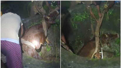 കെട്ടിയിട്ട കയർ അഴി‍ഞ്ഞ് ഓടുന്നതിനിടെ പശു കിണറ്റിൽ വീണു; നീണ്ട പരിശ്രമത്തിനൊടുവിൽ രക്ഷപ്പെടുത്തി