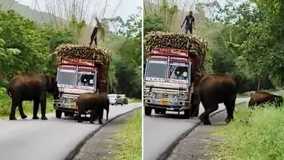 Watch: Truck driver feds elephants with sugarcane to clear the path; Netizens call it 'sugarcane tax'