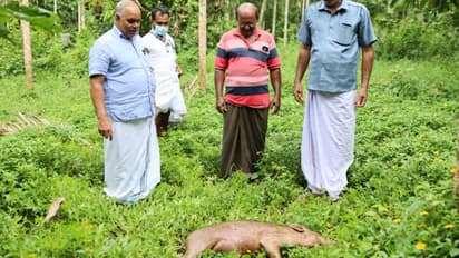 കാട്ടുപന്നികളുടെ വിളയാട്ടം: കോഴിക്കോട് കൃഷിയിടത്തിൽ ഇറങ്ങിയ  പന്നിയെ വെടിവെച്ച് കൊന്നു 