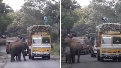 കരിമ്പ് ലോറി തടഞ്ഞ് 'തങ്ങളുടെ പങ്ക്' വാങ്ങി ആനയും കുട്ടിയാനയും - വൈറല്‍ വീഡിയോ