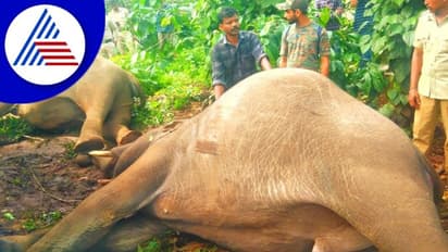 ಸಿದ್ದಾಪುರ: ವಿದ್ಯುತ್‌ ಸ್ಪರ್ಶಿಸಿ ಎರಡು ಕಾಡಾನೆ ಸಾವು