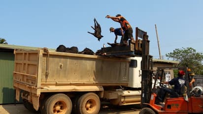 6000 കാട്ടുപന്നികളെ കൊന്നുതള്ളി കാകഡു ദേശീയ ഉദ്യാനം; മൂന്ന് വര്‍ഷത്തിന് ശേഷം ഏരിയല്‍ ഷൂട്ടിങ്ങ് പുനരാരംഭിച്ചു