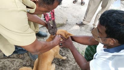 ഭക്ഷണം കഴിക്കുന്നതിനിടയിൽ നായയുടെ വായ്ക്കുള്ളിൽ ചങ്ങലകുടുങ്ങി; രക്ഷകരായി അഗ്നിരക്ഷാസേന