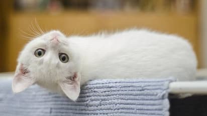 ഉടമയ്ക്ക് യാത്ര ചെയ്യാനായില്ല, ഉടമയില്ലാതെ പൂച്ചകളെ സാൻഫ്രാൻസിസ്കോയിലേക്ക് അയച്ച് വിമാനക്കമ്പനി