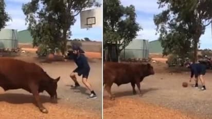 എന്നാൽ വാ ബാസ്കറ്റ് ബോൾ കളിക്കാം, കാളയ്ക്കൊപ്പം ബാസ്കറ്റ് ബോൾ കളിക്കുന്ന മനുഷ്യൻ, വൈറൽ വീഡിയോ