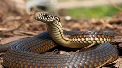 Snake Bite : പാമ്പ് കടിച്ച് മരിച്ച സഹോദരന്‍റെ സംസ്കാരത്തിനെത്തിയ ആളും പാമ്പുകടിയേറ്റ് മരിച്ചു