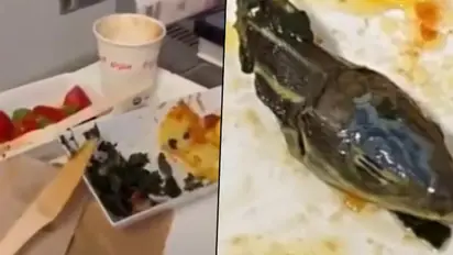 Flight attendant claims snake head discovered in airline meal: here’s what happened next