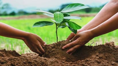 world environment day 2023: ಇಂದು ರಾಶಿಗನುಗುಣವಾಗಿ ಈ ಗಿಡ ನೆಟ್ಟರೆ ಅದೃಷ್ಟದ ದಿನಗಳು ಶುರು..