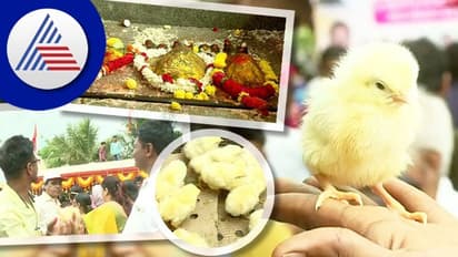 Belagavi: ವಡಗಾವಿ ಮಂಗಾಯಿದೇವಿ ಜಾತ್ರೆಯಲ್ಲಿ ಕೋಳಿಮರಿ ಹಾರಿಸಿ ಹರಕೆ ತೀರಿಸಿದ ಭಕ್ತರು!